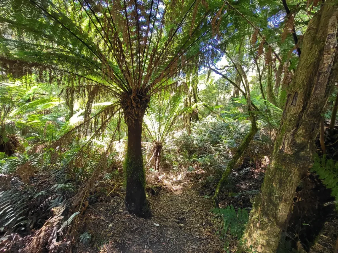 Maits Rest Rainforest Walk