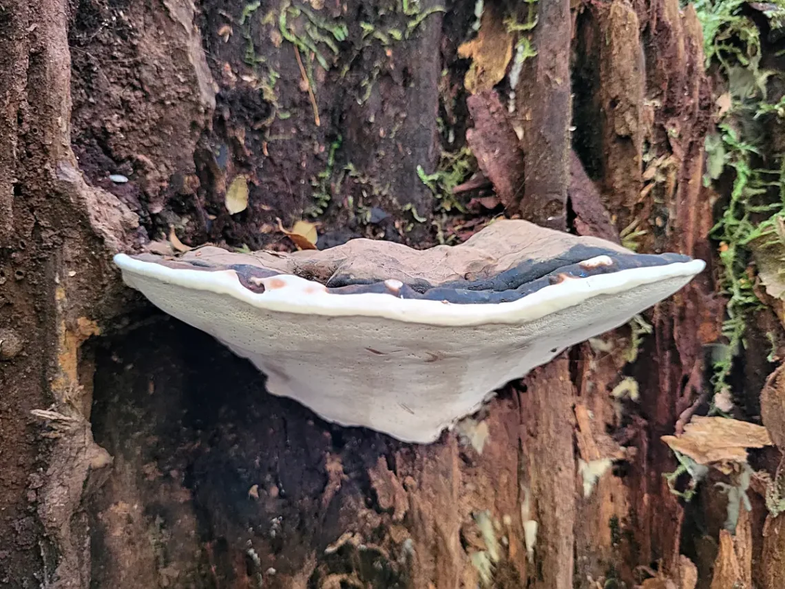 Maits Rest Rainforest Walk