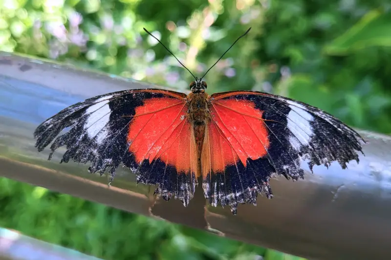 Lepkekert a Melbourne Zooban