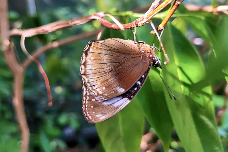 Lepkekert a Melbourne Zooban