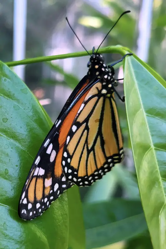 Lepkekert a Melbourne Zooban