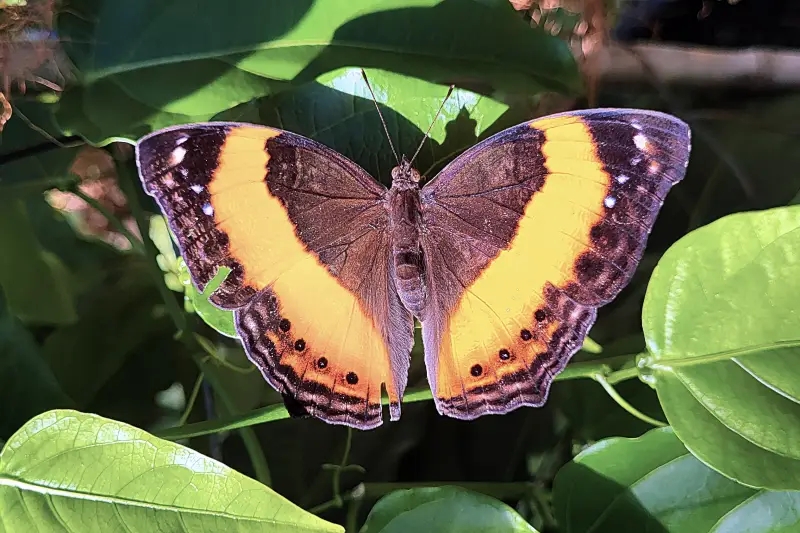 Lepkekert a Melbourne Zooban