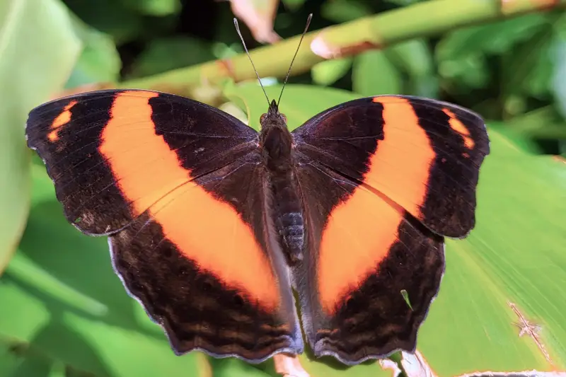 Lepkekert a Melbourne Zooban