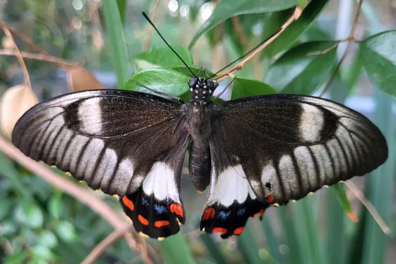 Lepkekert a Melbourne Zooban