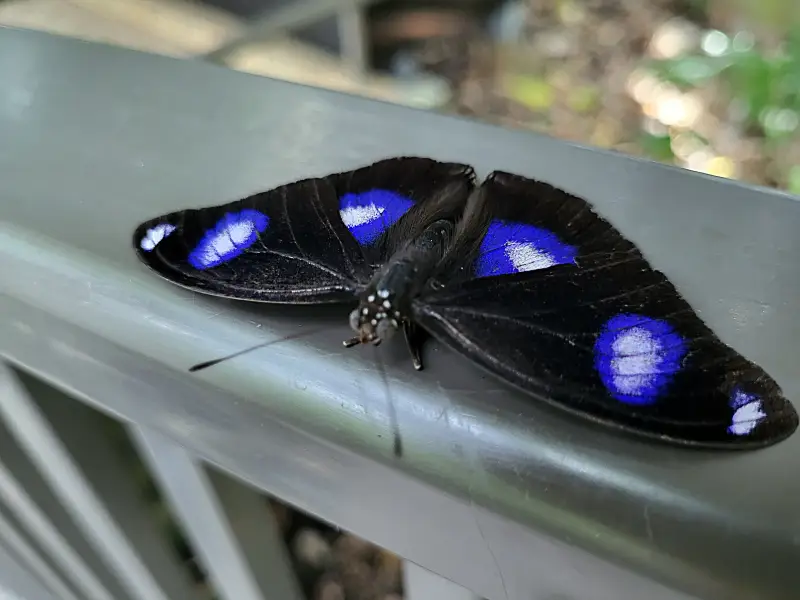 Lepkekert a Melbourne Zooban