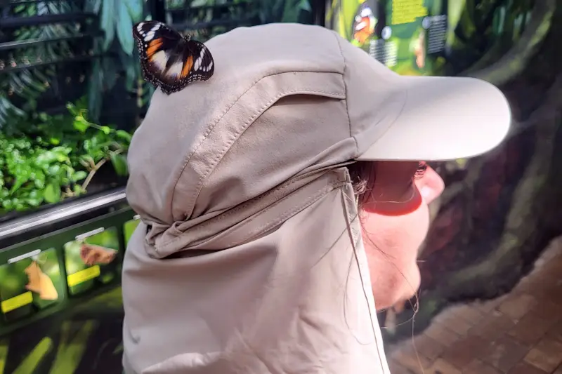 Lepkekert a Melbourne Zooban