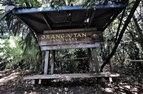 Itt laknak az orangutánok