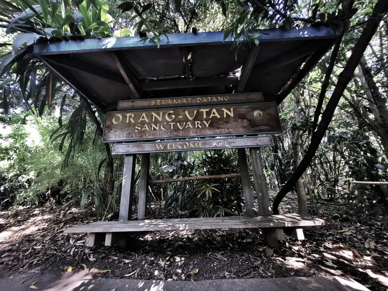 Itt laknak az orangutánok
