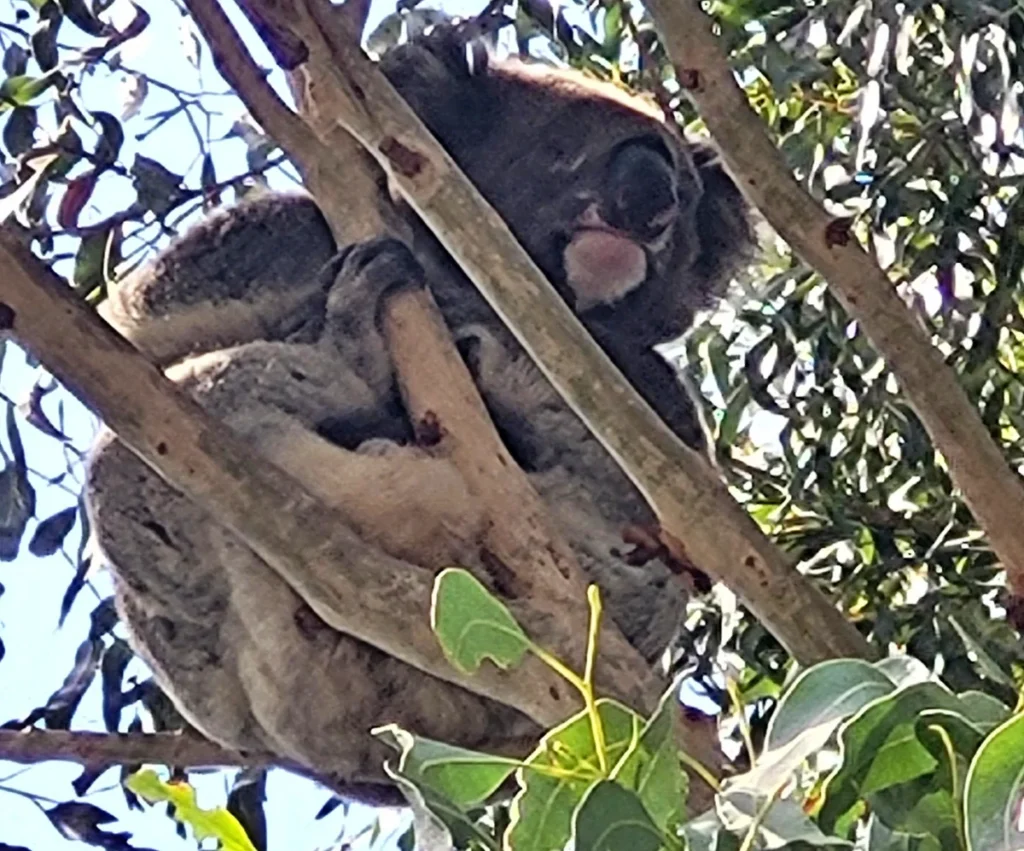 Igazi, vad koala!