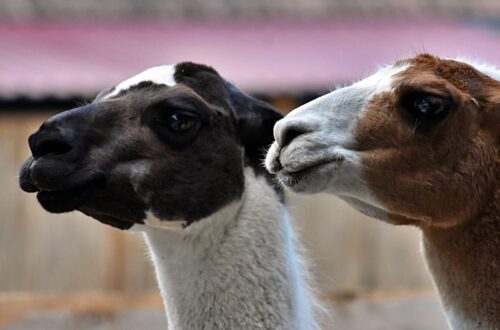 Lámák a Richter Safari Parkban