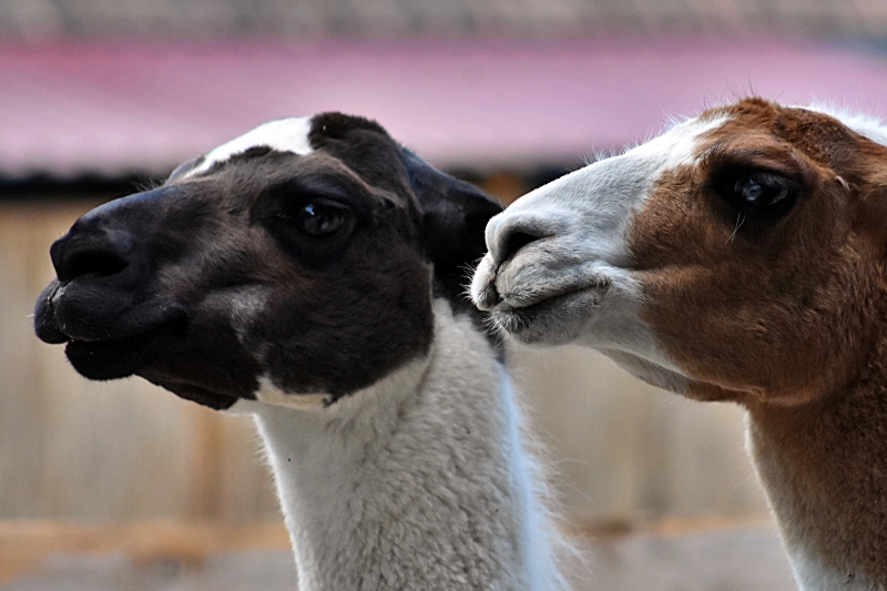 Lámák a Richter Safari Parkban