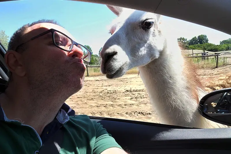A láma és a puszi veszélyes kombináció