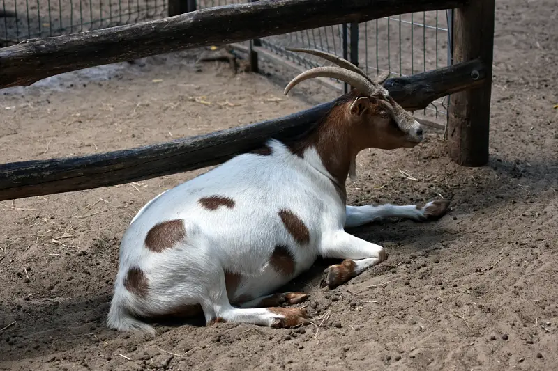Kecske a Richter Safari Park állatkertjében