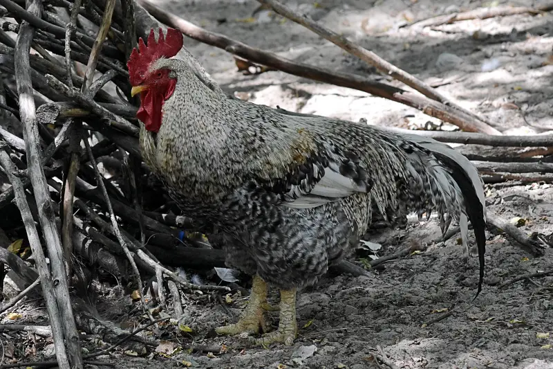 Kakas a Richter Safari Park állatkertjében