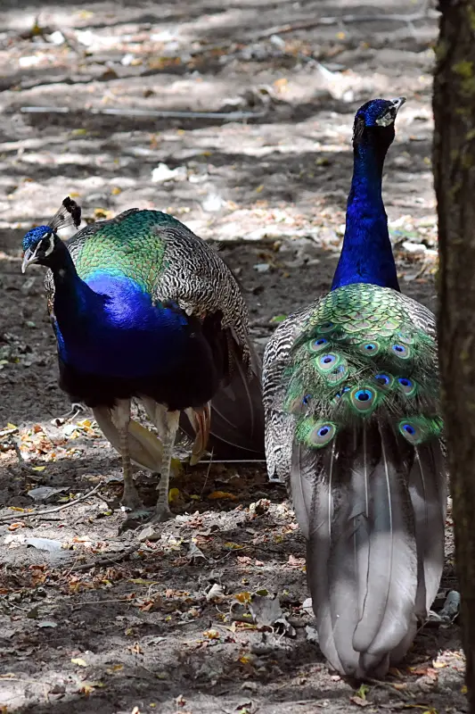 Pávák a Richter Safari Park állatkertjében