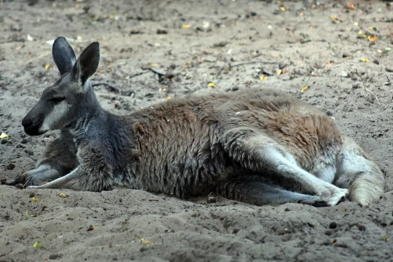 Kenguru a Richter Safari Park állatkertjében