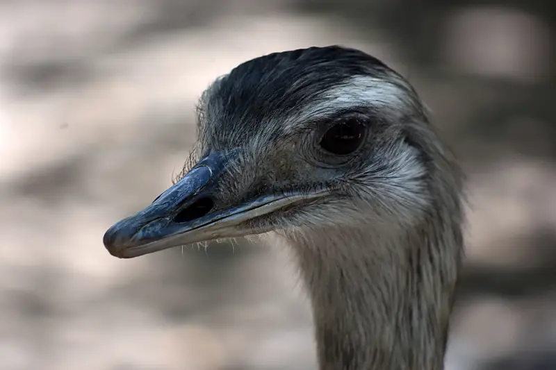 Emu a Richter Safari Park állatkertjében