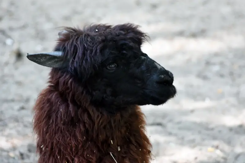 Láma a Richter Safari Park állatkertjében