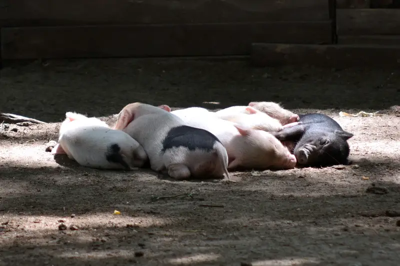 Malacok a Richter Safari Park állatkertjében