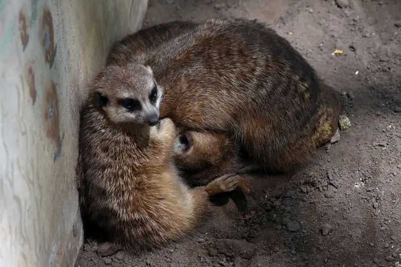 Szurikáták a Richter Safari Park állatkertjében