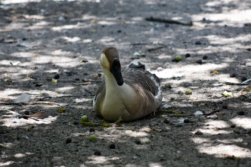 Lúd a Richter Safari Park állatkertjében