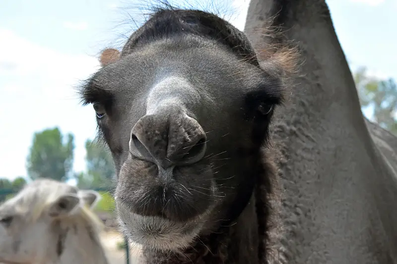 Teve a Richter Safari Park állatkertjében