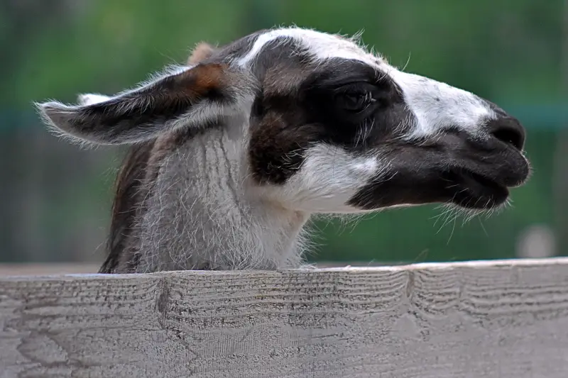 Láma a Richter Safari Park állatkertjében