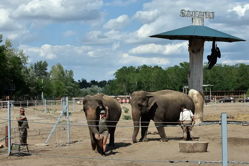 Elefánttréning show a Richter Safari Parkban