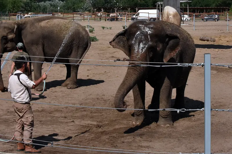 Elefánttréning show a Richter Safari Parkban