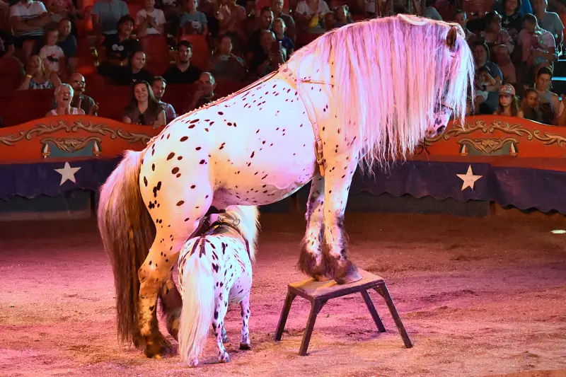 Cirkusz a Richter Safari Parkban