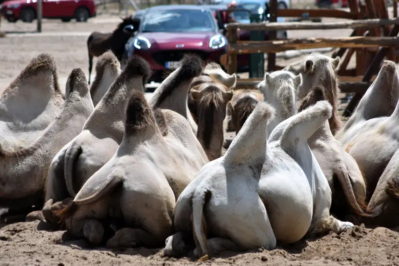 Tevék a Richter Safari Parkban
