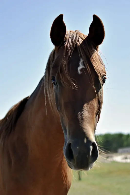 Ló a Richter Safari Parkban