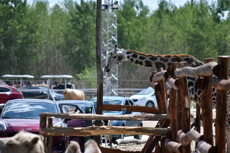 Zsiráf a Richter Safari Parkban