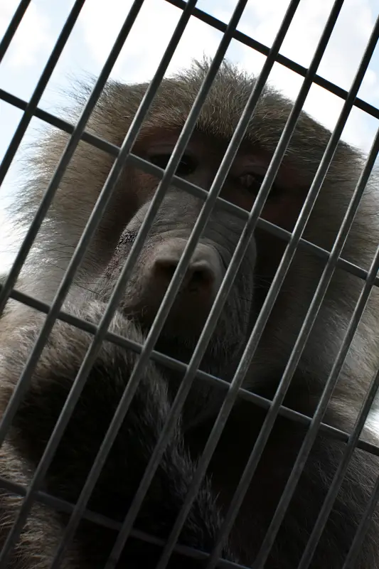 Majmok között a Richter Safari Parkban