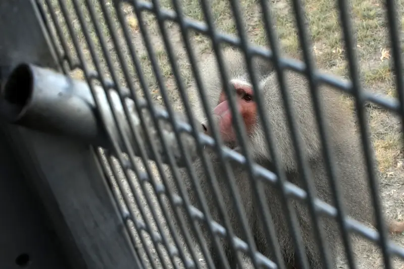 Majmok között a Richter Safari Parkban