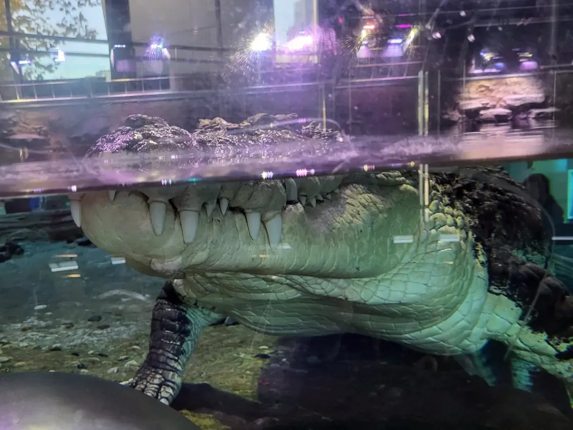 Jó, hogy ezek a fogak üveg mögött vannak