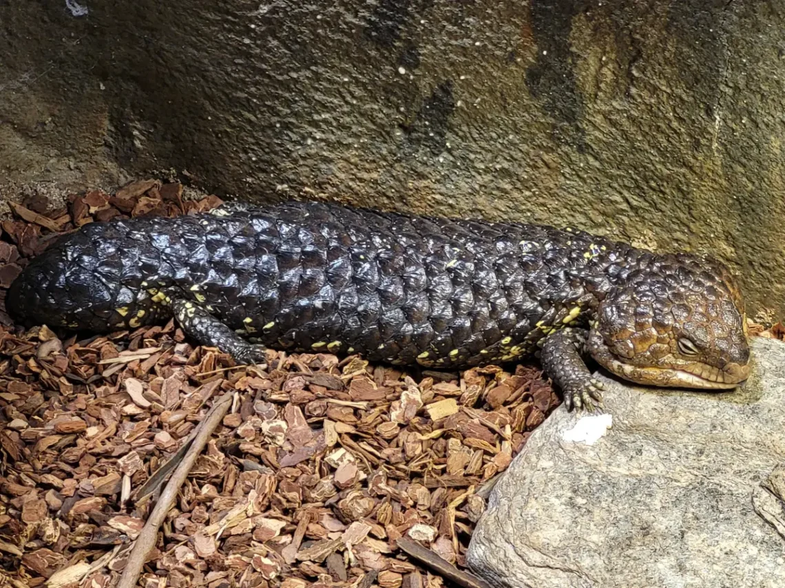 Hüóllők ios vannak a Sea Life Melbourne akváriumban
