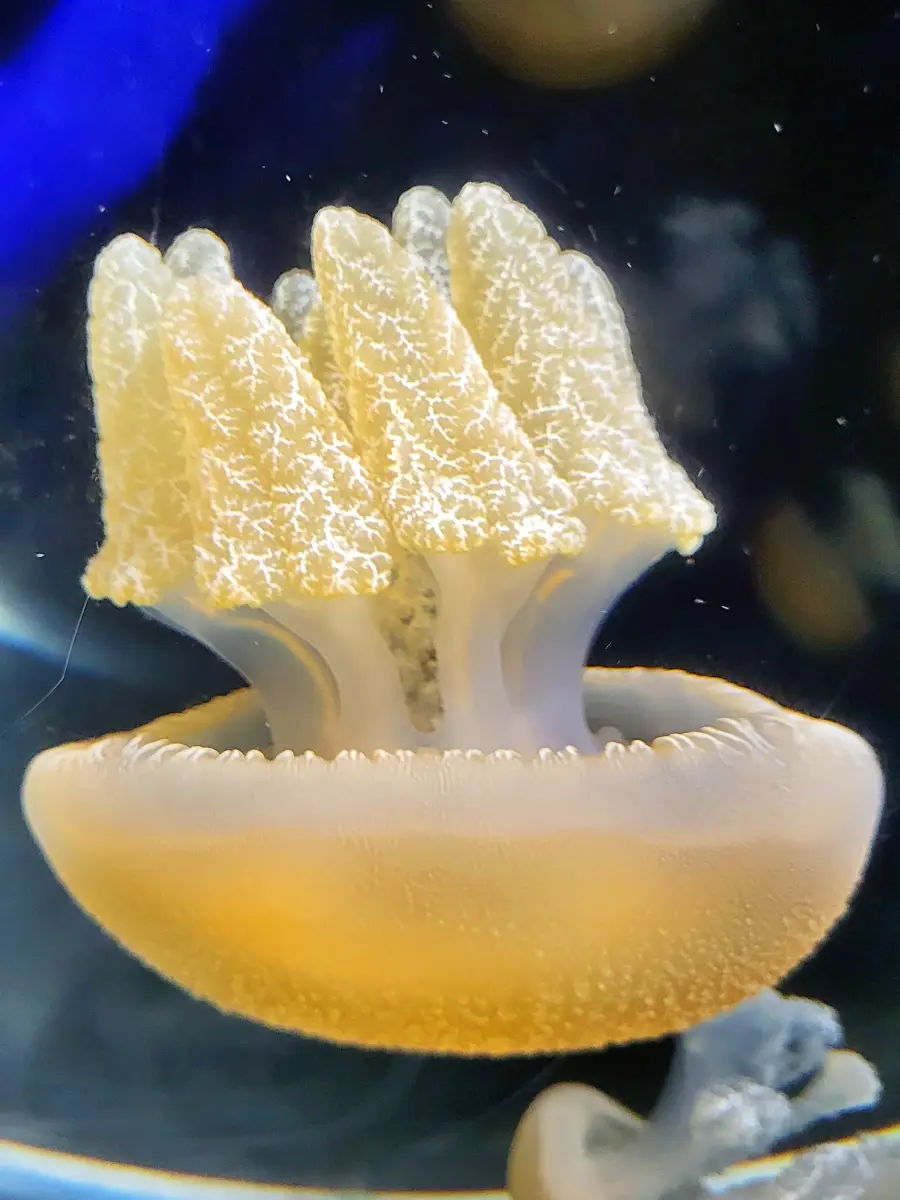 Medúza a Sea Life Melbourne akváriumban