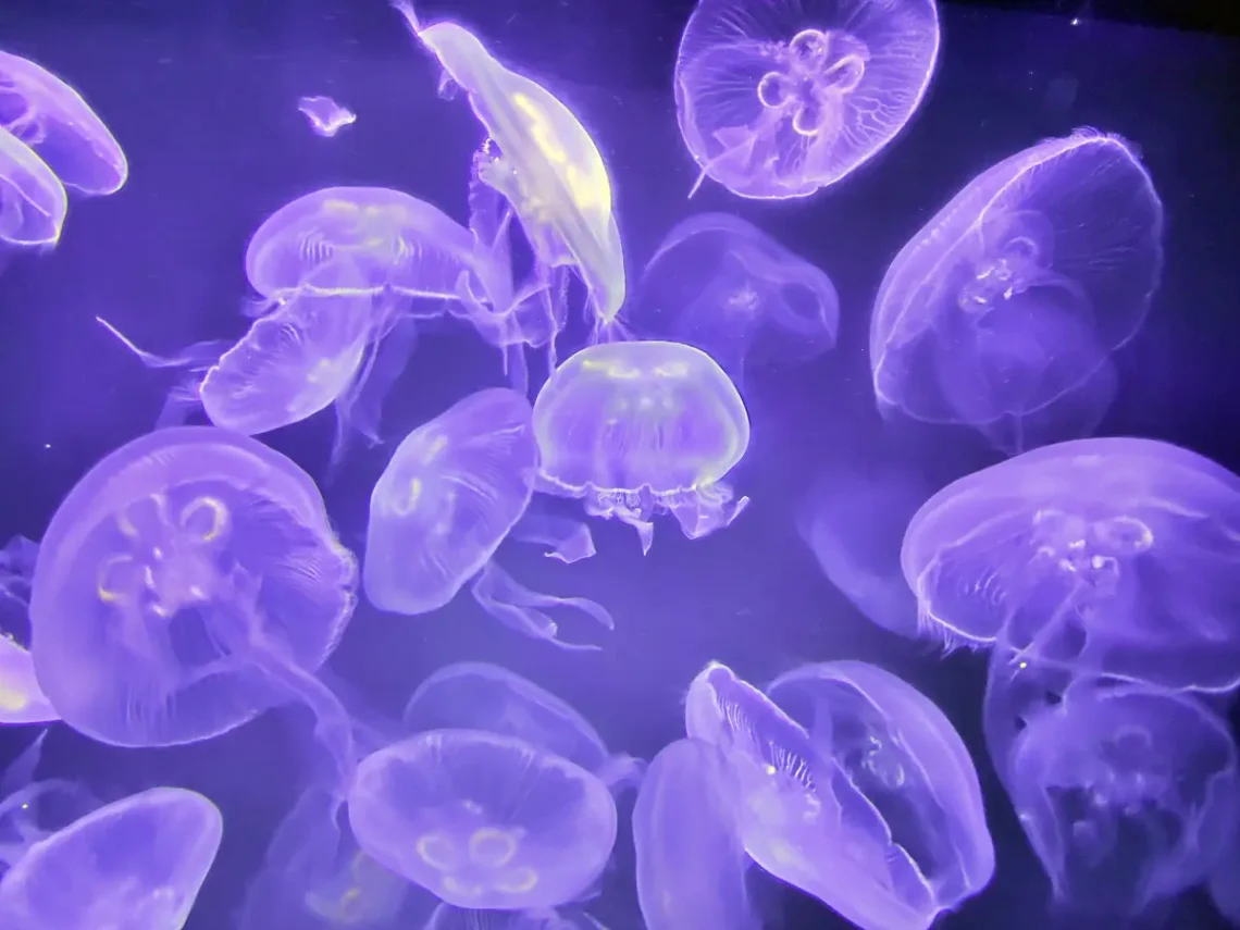 Medúzák a Sea Life Melbourne akváriumban
