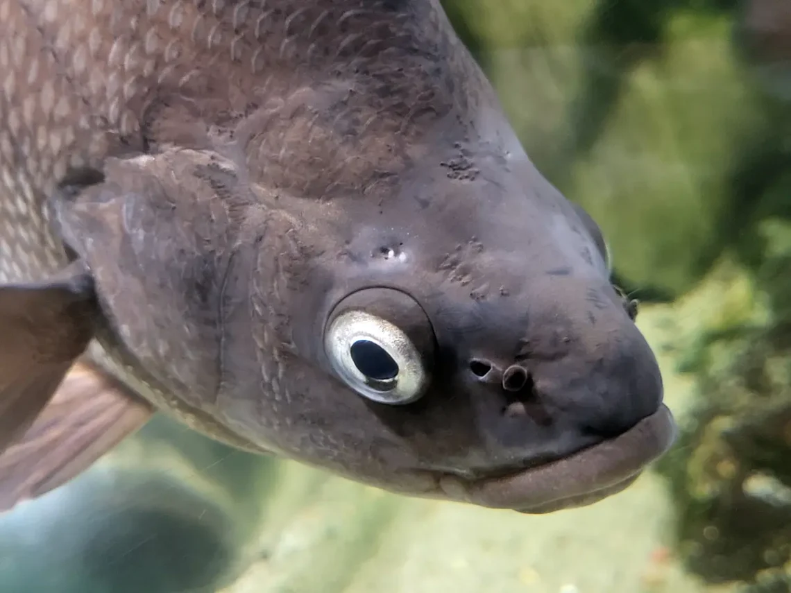 Azért "egyszerű" halakat is lehet találni a Sea Life-ban