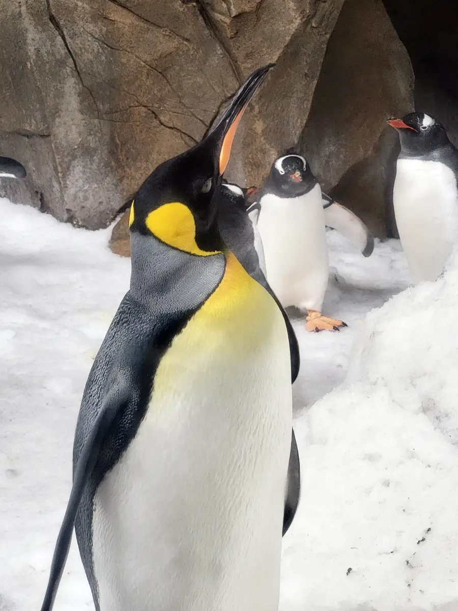 A pingvineket nem lehet megúnni