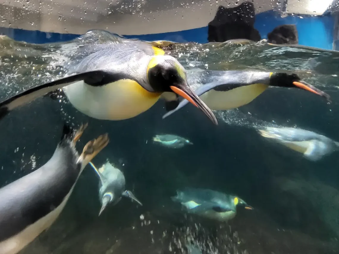 Pingvinek a Sea Life Melbourne akváriumban