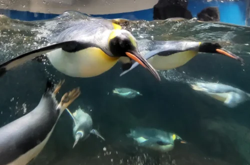 Pingvinek a Sea Life Melbourne akváriumban