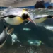 Pingvinek a Sea Life Melbourne akváriumban