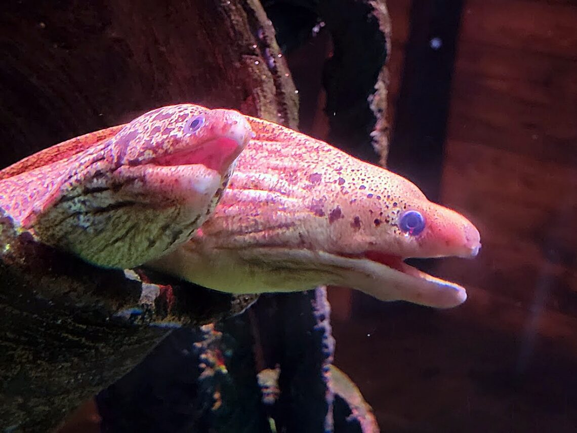 Murénák a Sea Life Melbourne akváriumban