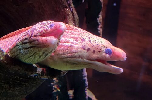 Murénák a Sea Life Melbourne akváriumban