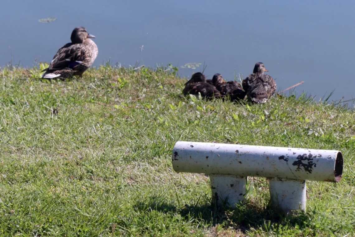 Tőkés récék a Szigetcsépi Szabadstrandon