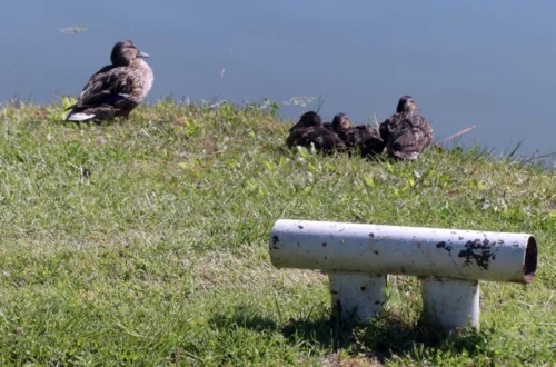 Tőkés récék a Szigetcsépi Szabadstrandon