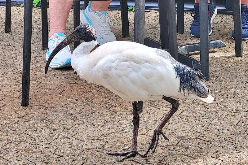 Vadon élő íbisz a Taronga Zoo-ban