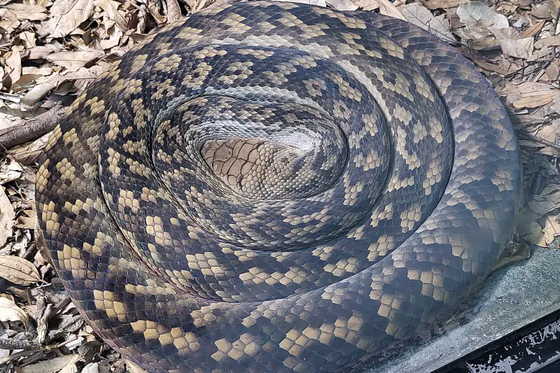 Kígyó a Taronga Zoo-ban